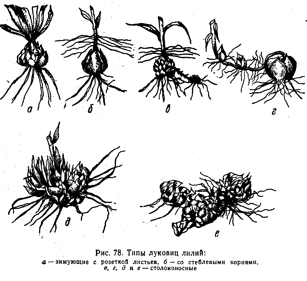 Типы луковиц лилий