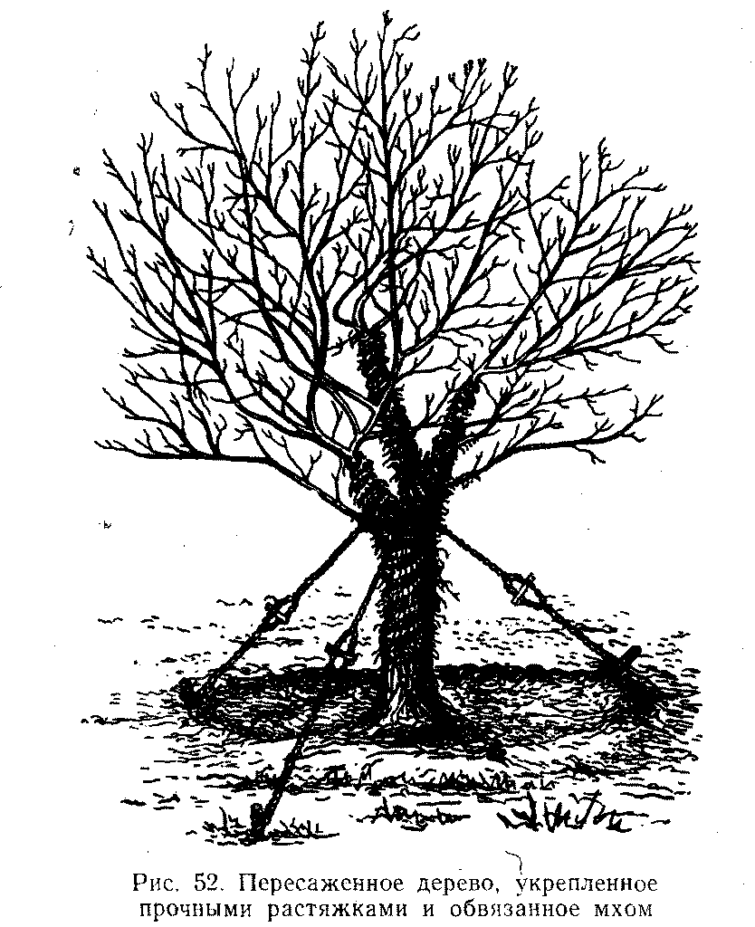 Пересаженное дерево, укрепленное растяжками и обвязанное мхом