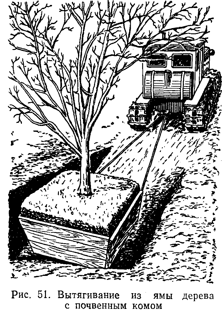 Вытягивание из ямы дерева с почвенным комом