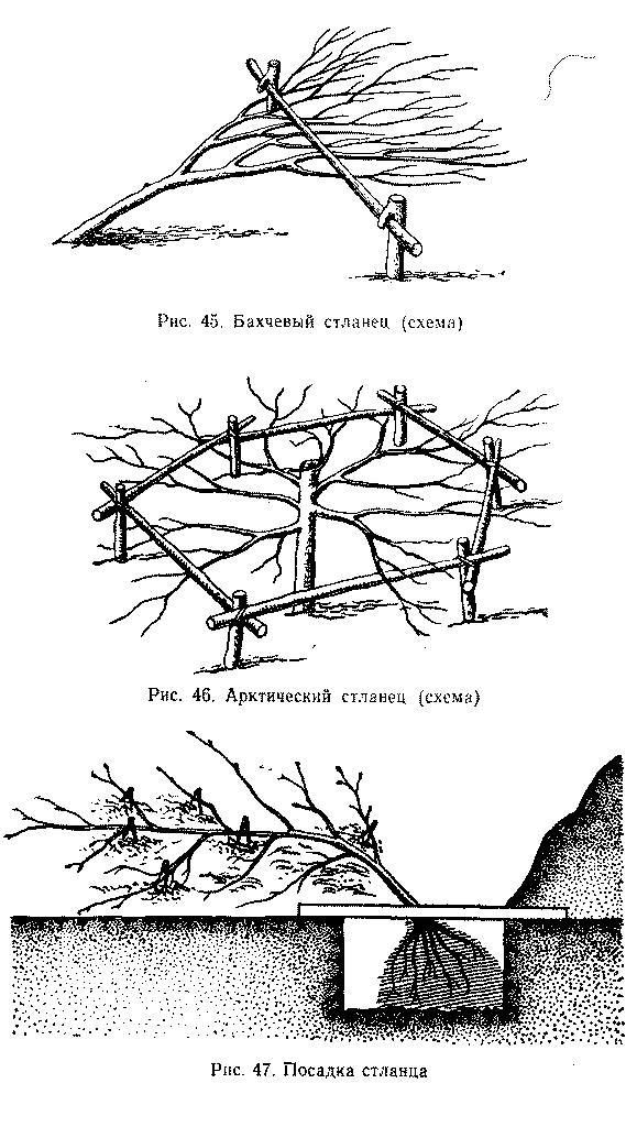 Схемы бахчевого и арктического стланца а также посадка стланца