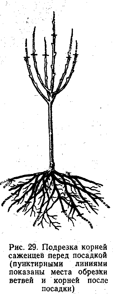 Подрезка корней саженцев